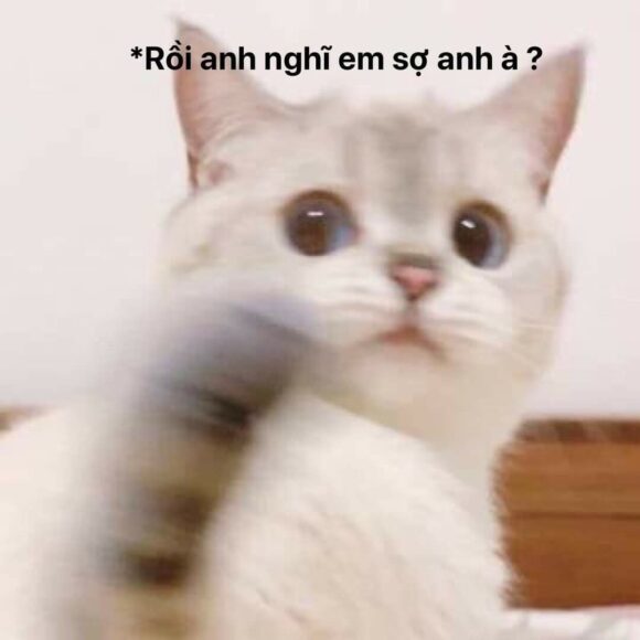 hinh ảnh meme mèo ấn tượng