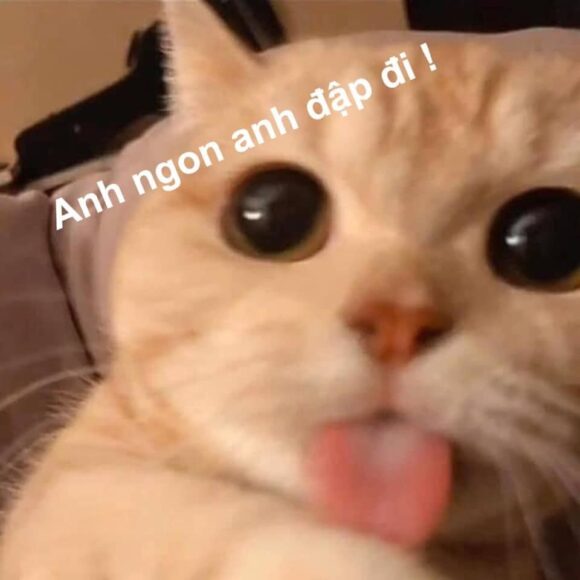 hinh ảnh meme mèo anh ngon đập đi