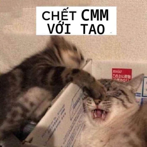 hinh ảnh meme mèo chết với tao