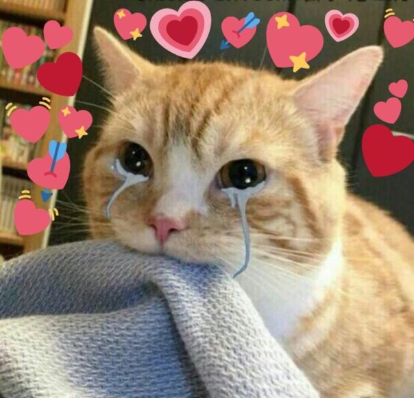 hinh ảnh meme mèo trái tim