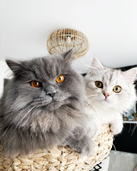 hình ảnh mèo Ba Tư nằm thành đôi trong giỏ