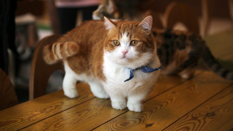 hình ảnh mèo Munchkin béo màu nâu vàng