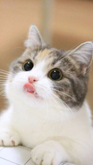 hình ảnh mèo Munchkin mắt long lanh đáng yêu