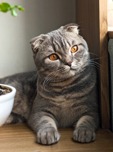 Gray cat. Scottish fold cat