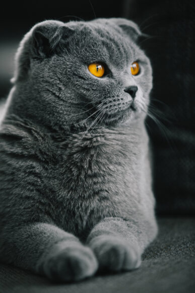 A portrait of a grey Scottish Fold Cat