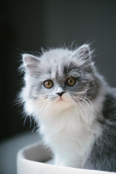 hình ảnh mèo anh lông dài con màu xám dễ thương