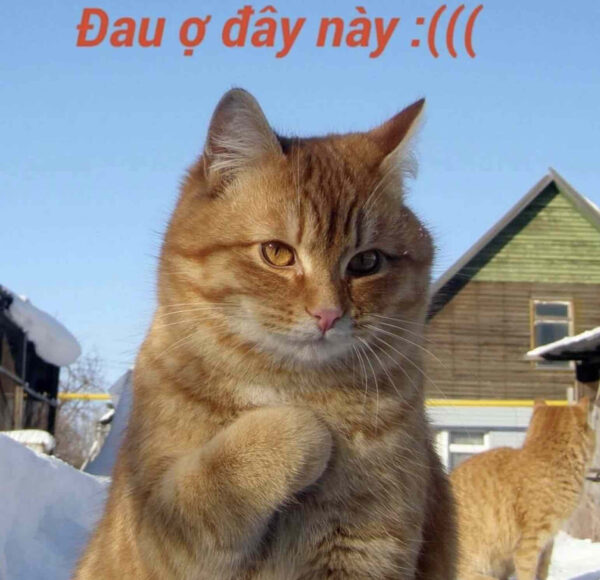 hình ảnh mèo khóc đau lòng