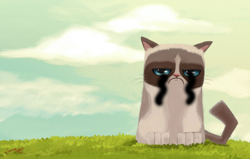 hình ảnh mèo khóc ngộ nghĩnh