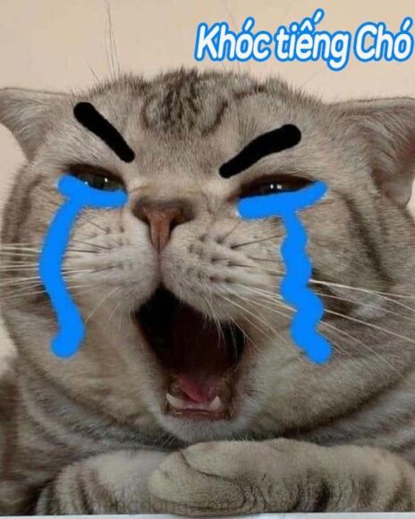 hình ảnh mèo khóc tiếng chó