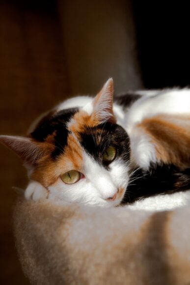 hình ảnh mèo tam thể ngủ trên đệm lông