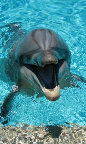 hình cá heo cười hài hước