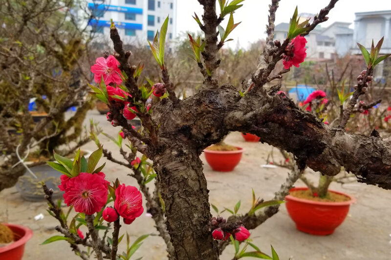 hình cây đào hồng rực