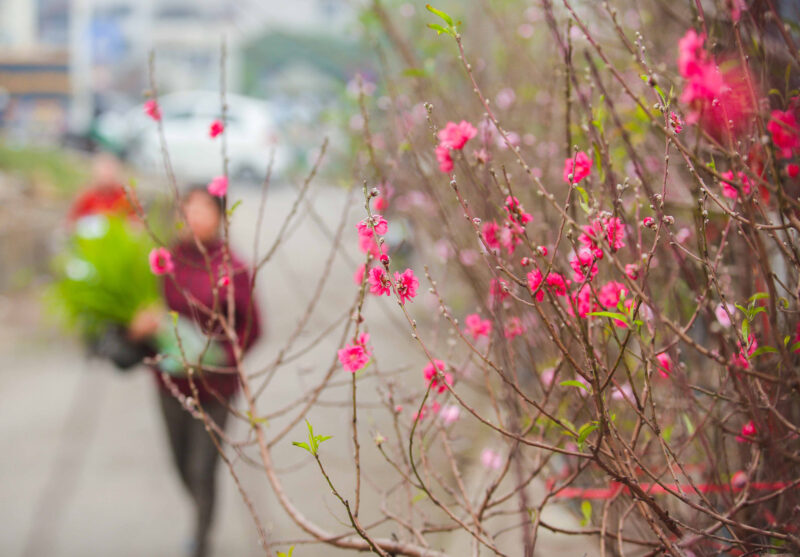 hình cây đào ngày tết