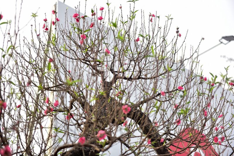 hình cây đào rừng