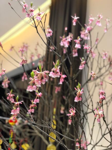 hình cây đào trong nhà