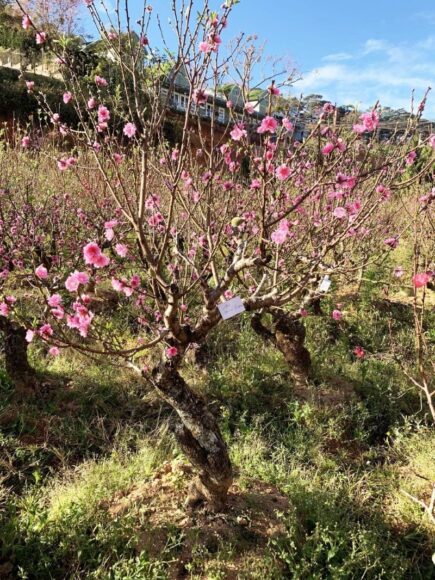 hình cây đào trong vườn