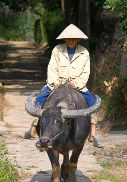 hình con trâu đen trở người nông dân về nhà