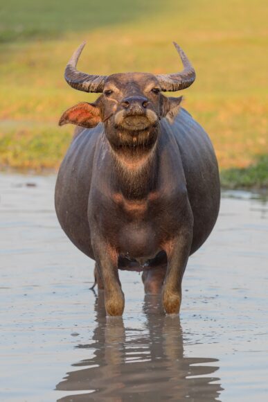 hình con trâu vui nhộn đáng yêu