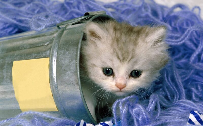 hình cute mèo trong cốc