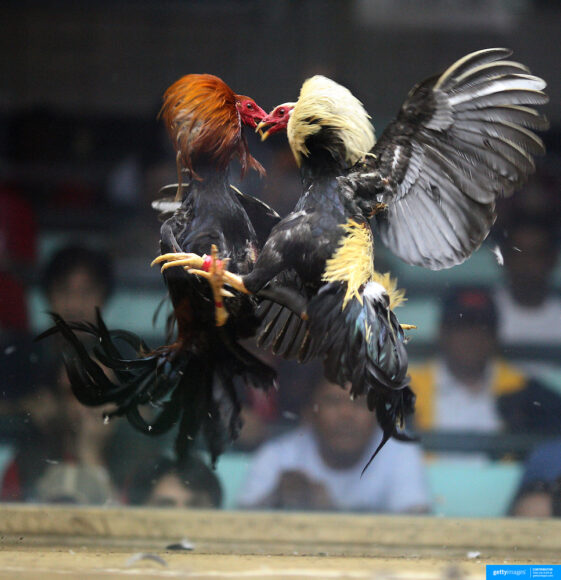 hình gà chọi chiến đấu rụng lông