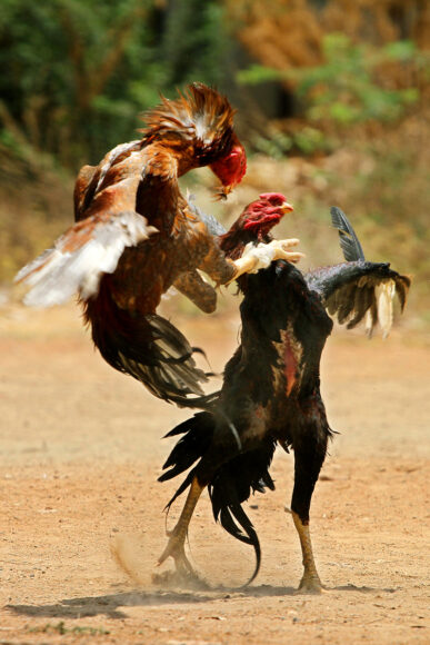 hình gà chọi chiến đấu trên cát