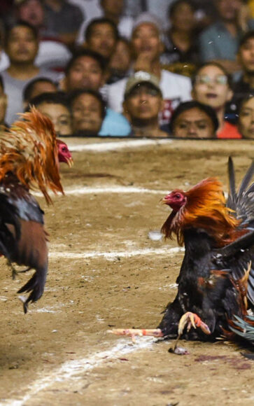 hình gà chọi chiến đấu trên sân cát