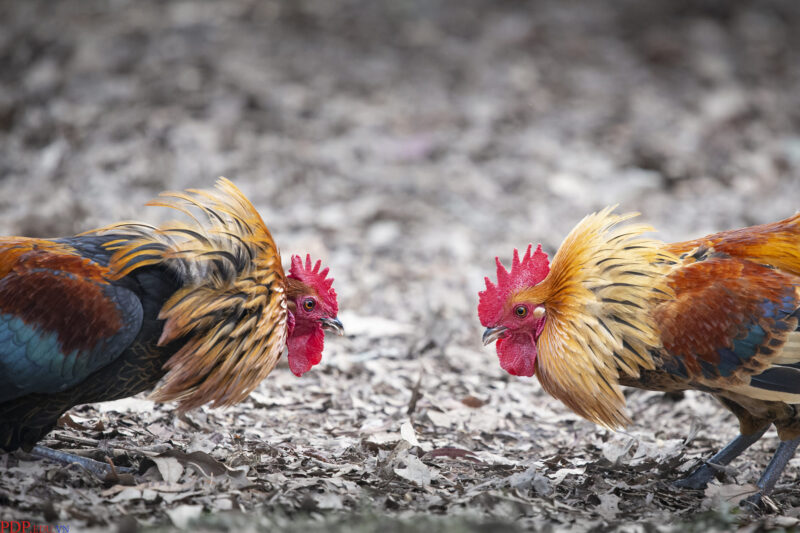 hình gà chọi cúi chào nhau trước trận đấu