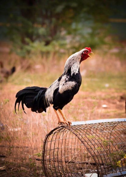 hình gà chọi đứng trên lồng rỉa lông