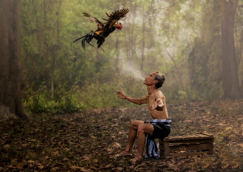 hình gà chọi được huấn luyện trước giờ thi đấu