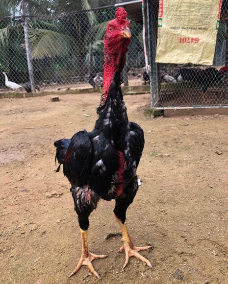 hình gà chọi nam mỹ hiếm