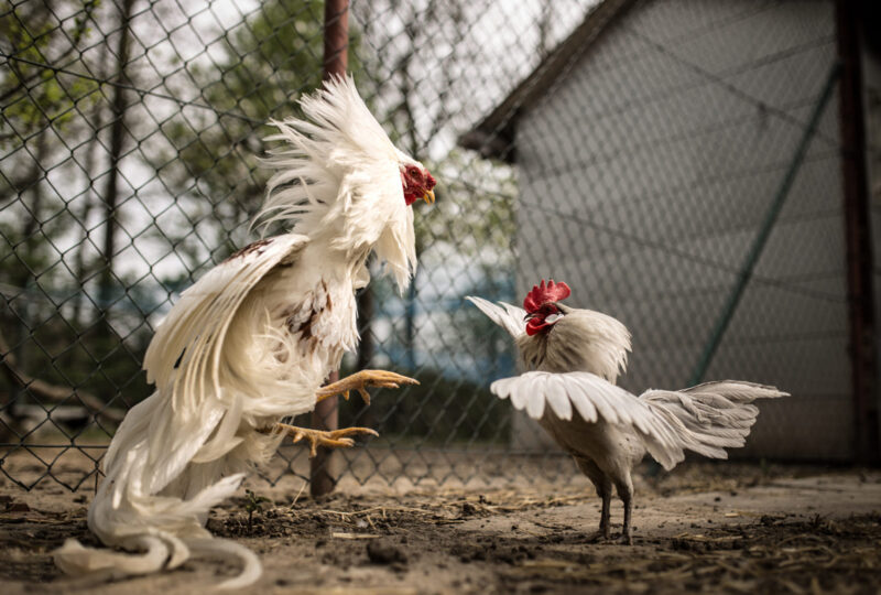 hình gà chọi trắng đá nhau