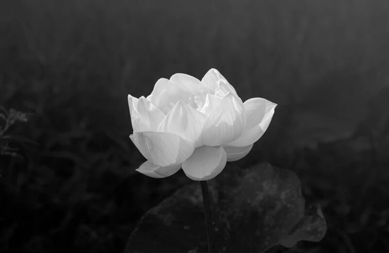 hình hoa Sen trắng nền đen nhẹ nhàng