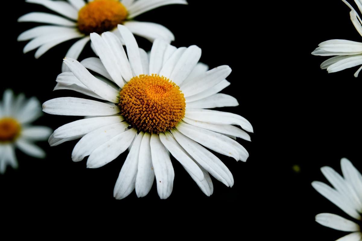 Top 90 ảnh buồn hoa cúc tuyệt vời nhất  trieuson5