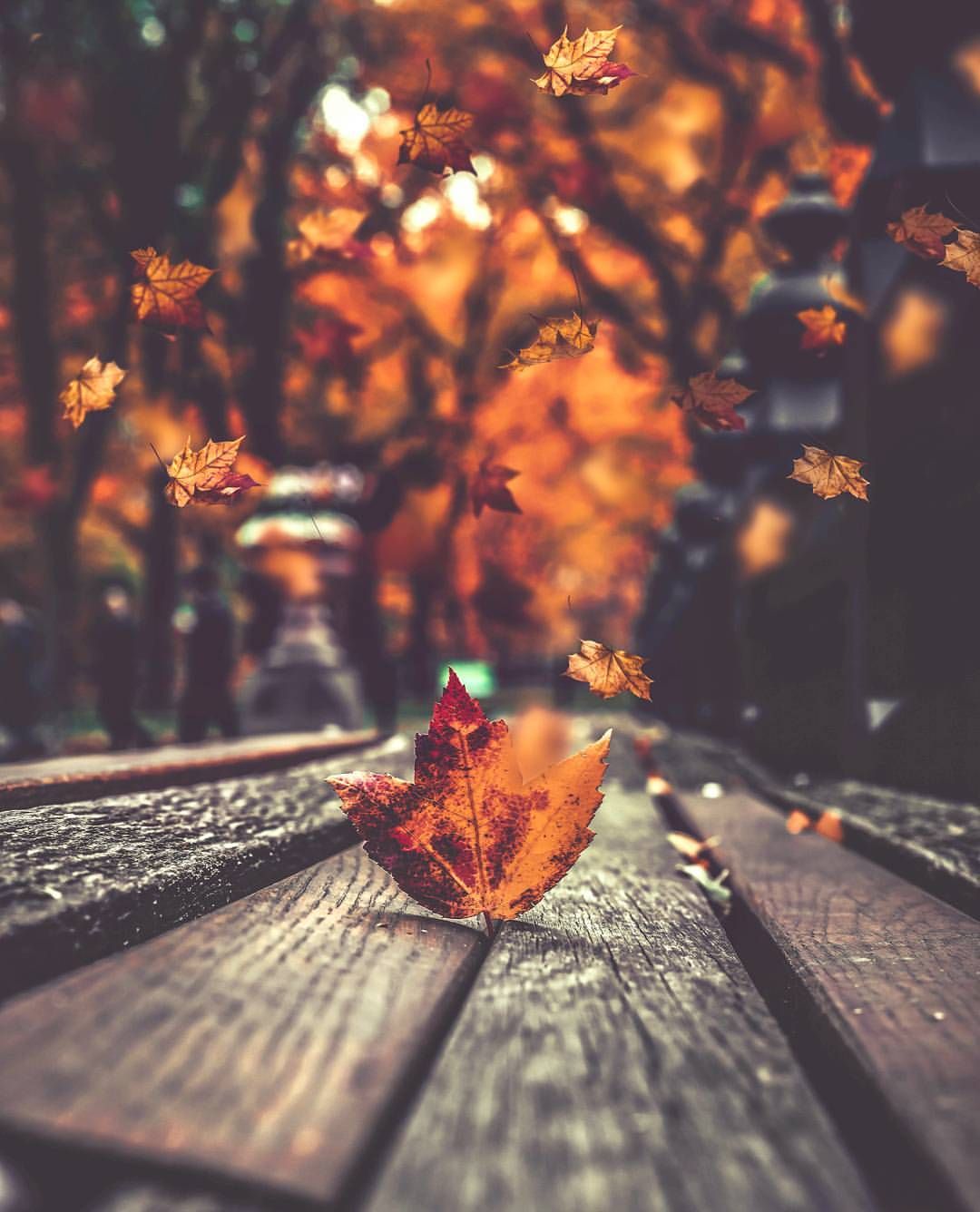 Falling Yellow Leaves Photo Brings Romantic Beauty, Sad Man Mark