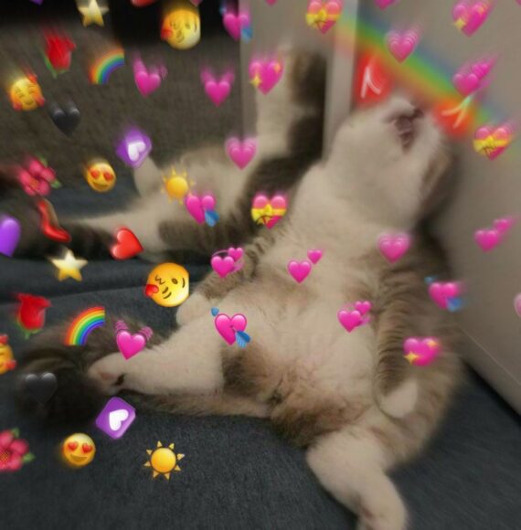 hinh meme mèo cực cute