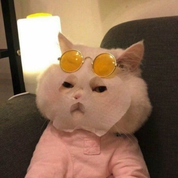hinh meme mèo đắp mặt nạ