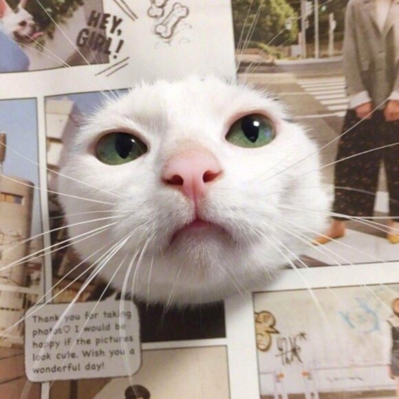 hinh meme mèo độc