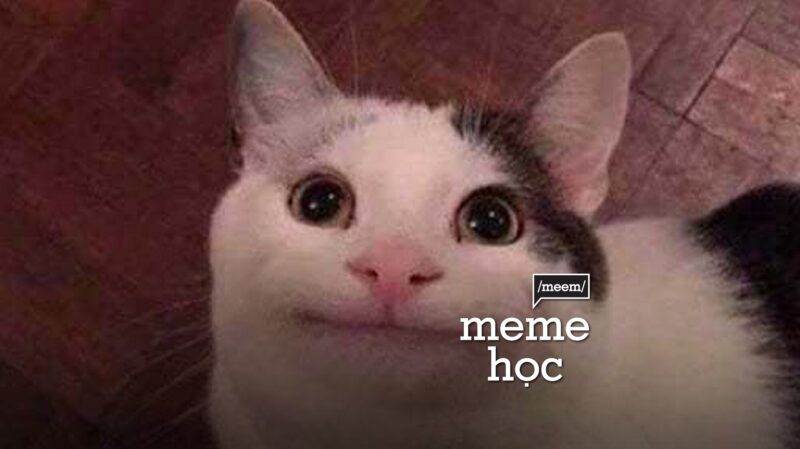 hinh meme mèo hài hước