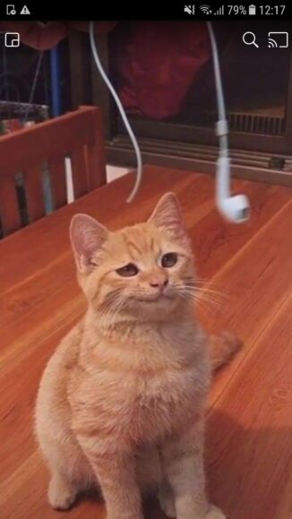 hinh meme mèo khinh thường