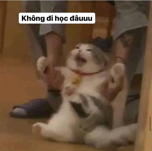 hinh meme mèo không đi học