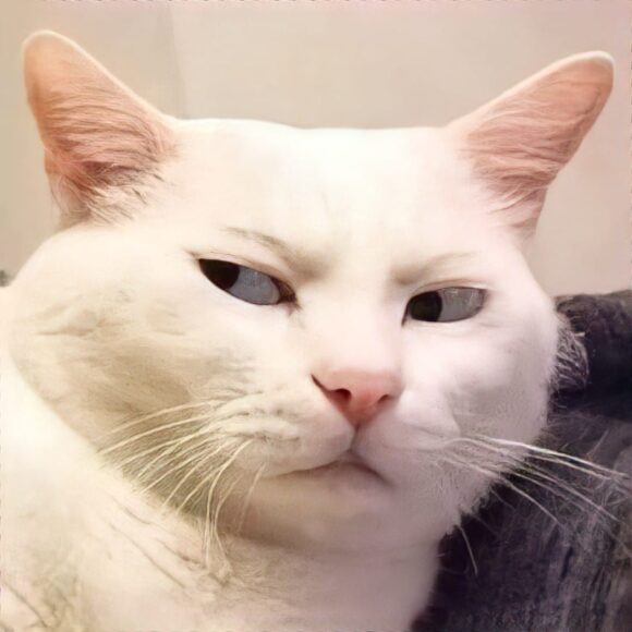 hinh meme mèo lườm