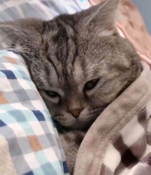 hinh meme mèo tủi thân