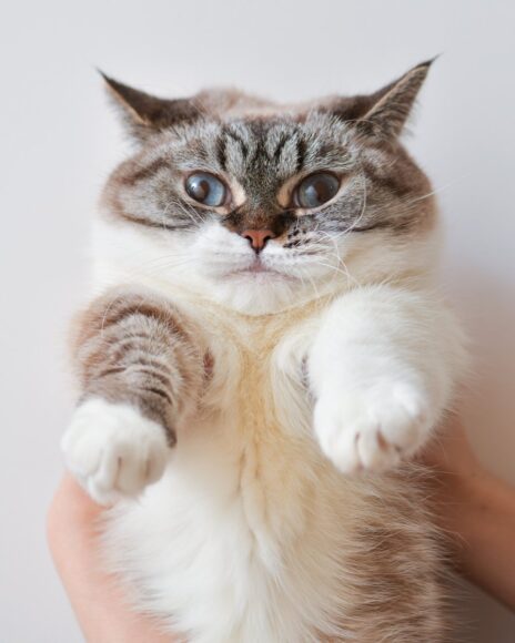 hình mèo Munchkin béo mũm mĩm xinh nhất