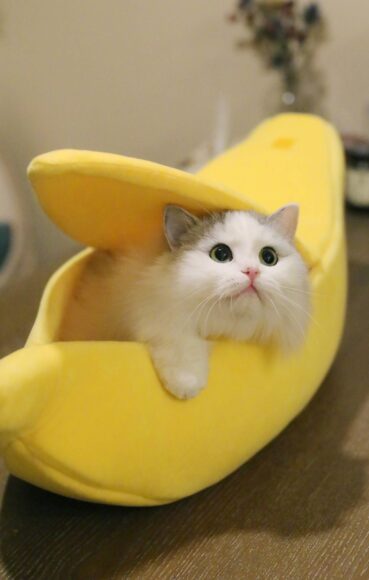 hình mèo Munchkin cute nằm trong quả chuối đệm