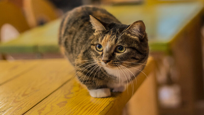 hình mèo Munchkin lai với mèo mướp ngộ nghĩnh