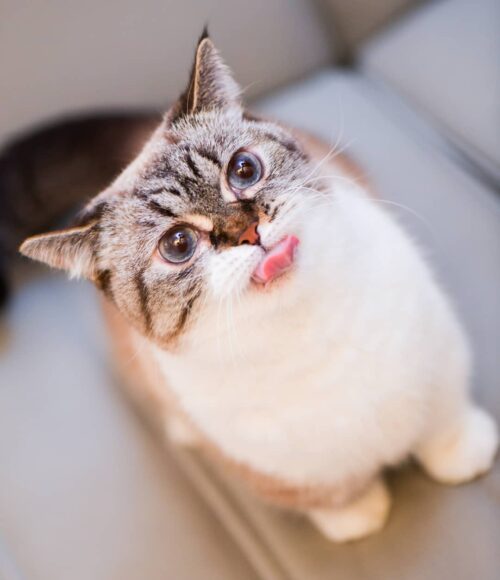hình mèo Munchkin lè lưỡi dễ thương