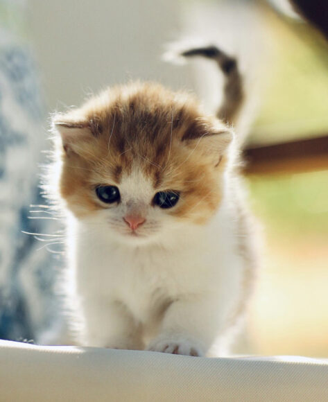 hình mèo Munchkin mới sinh ngộ nghĩnh