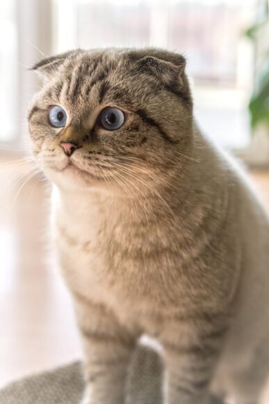 hình mèo Tai Cụp xinh xắn mắt tím hiếm lạ