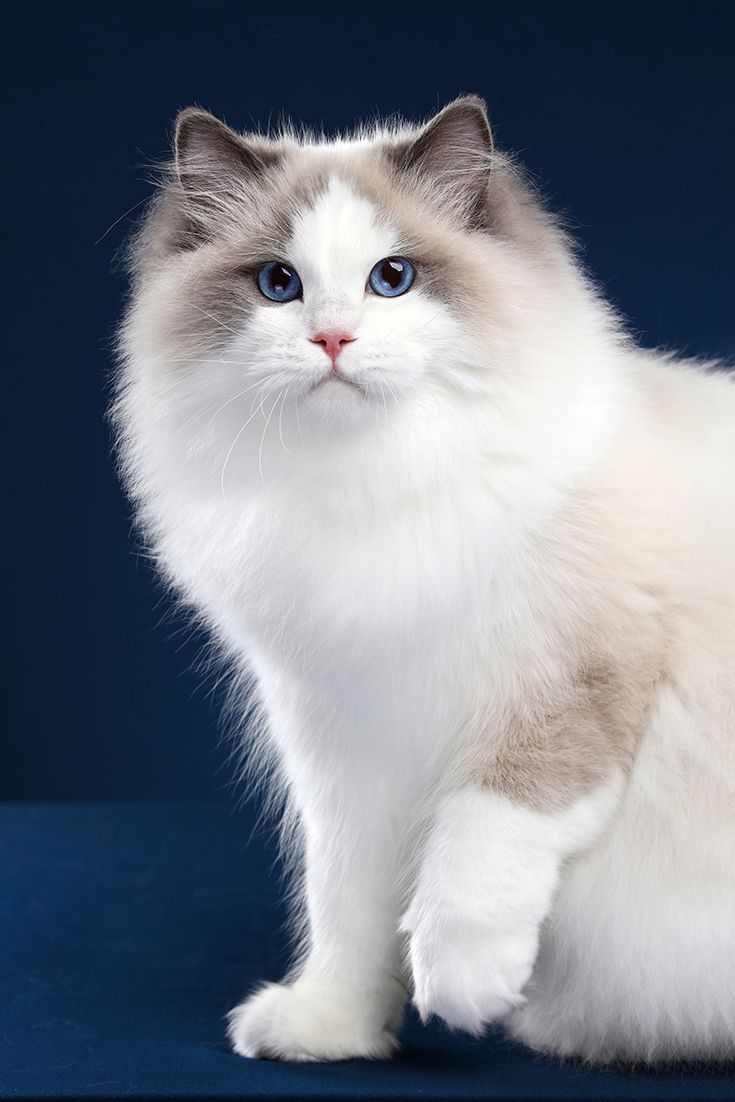 Das schönste, niedlichste, niedlichste und lustigste britische Katzenfoto