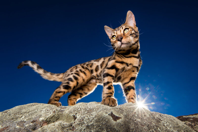 hình mèo bengal chụp từ dưới lên đẹp